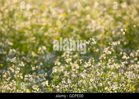 Grünen Wiese mit blühenden Hederich oder gegliederte Ackersenf oder angebauten Radieschen. Im Frühsommer. Landwirtschaftlichen Hintergrund. Raphanus Stockfoto