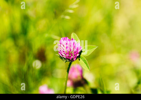 Blühende Wildblumen Alsike Clover oder Trifolium Hybridum im Sommer Frühling Feld bei Sonnenuntergang Sonnenaufgang. Nahaufnahme, am grünen Hinterg Stockfoto