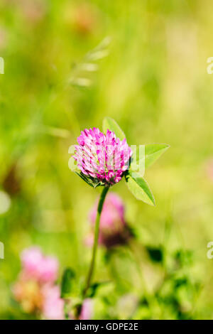 Blühende Wildblumen Alsike Clover oder Trifolium Hybridum im Sommer Frühling Feld bei Sonnenuntergang Sonnenaufgang. Nahaufnahme, am grünen Hinterg Stockfoto