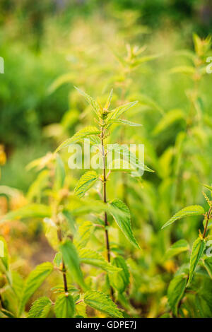 Die Zweige der Wildpflanze Brennnessel oder Brennnessel Urtica Dioica im Sommer Frühling Wiese Feld bei Sonnenuntergang Sonnenaufgang. Hautnah. Stockfoto