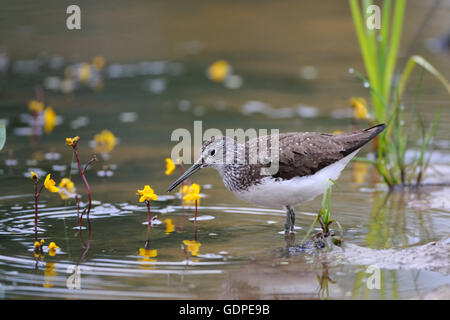 Bruchwasserläufer (Tringa Glareola) am Ufer des Flusses unter Wasserblumen Stockfoto