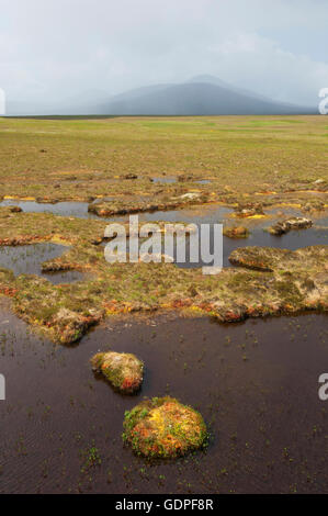 Landschaft mit Moor-Pools bei Forsinard RSPB Nature Reserve - Sutherland, Schottland zu fließen. Stockfoto