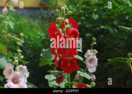 Stockrose, Alcea rosea Stockfoto