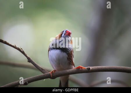 Männlichen Zebrafinken (Taeniopygia Guttata) auf einem Zweig sitzen. Stockfoto