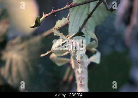 Riesige stacheligen Stabheuschrecke (Extatosoma Tiaratum) ein Blatt zu essen. Stockfoto