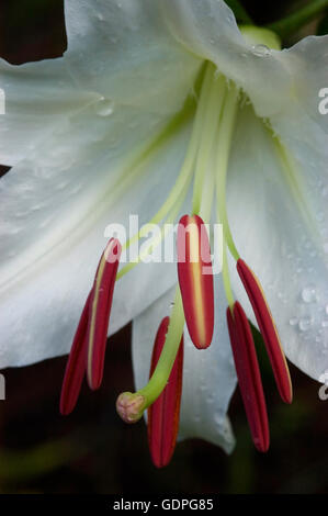 Lilium SIBERICA Stockfoto