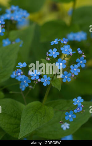 Myosotis Sylvatica, FORGET ME NOT, Stockfoto