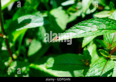 HOVERFLY AUF EINEM BLATT MINZE Stockfoto