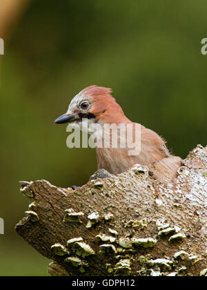 Jay (Garrulus Glandarius) thront auf Totholz im Wald Stockfoto