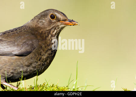 Weibliche Amsel Stockfoto