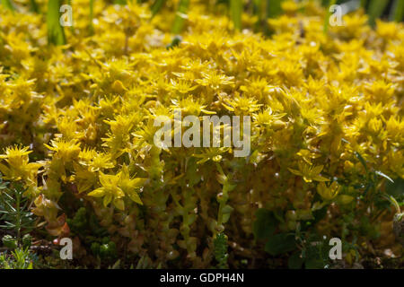 Gelbe Blüte Sedum Acre im Frühling Stockfoto