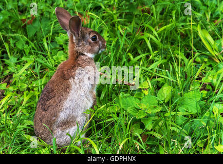 Alarme jungen Wildkaninchen (Oryctolagus Cuniculus) setzte sich auf dem Rasen. Platz für Text und Kopie Raum schossen Sie enger. Stockfoto