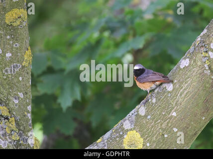Gartenrotschwanz (Phoenicurus Phoenicurus) auf einem Baum sitzen. Stockfoto