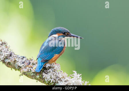 Gemeinsamen Kingfisher durch das Angeln im Fluss, ist lateinischer Name Common Kingfisher Alcedo atthis Stockfoto