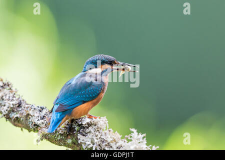 Gemeinsamen Kingfisher durch das Angeln im Fluss, ist lateinischer Name Common Kingfisher Alcedo atthis Stockfoto