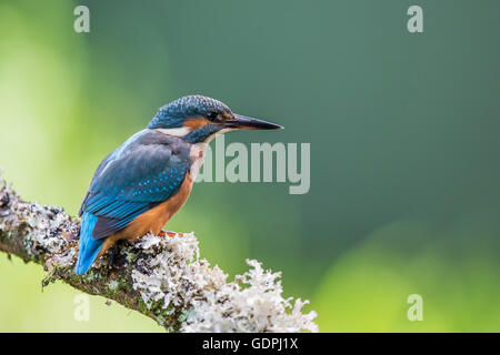 Gemeinsamen Kingfisher durch das Angeln im Fluss, ist lateinischer Name Common Kingfisher Alcedo atthis Stockfoto