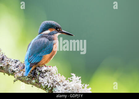 Gemeinsamen Kingfisher durch das Angeln im Fluss, ist lateinischer Name Common Kingfisher Alcedo atthis Stockfoto