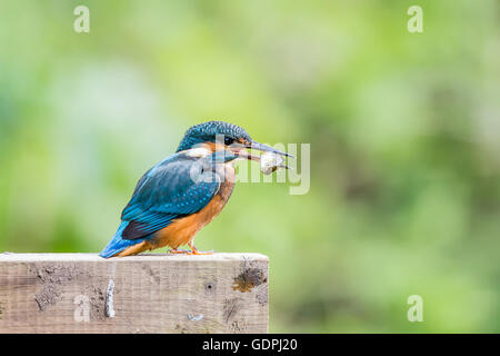 Gemeinsamen Kingfisher durch das Angeln im Fluss, ist lateinischer Name Common Kingfisher Alcedo atthis Stockfoto