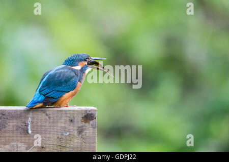 Gemeinsamen Kingfisher durch das Angeln im Fluss, ist lateinischer Name Common Kingfisher Alcedo atthis Stockfoto