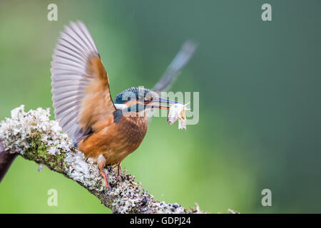 Gemeinsamen Kingfisher durch das Angeln im Fluss, ist lateinischer Name Common Kingfisher Alcedo atthis Stockfoto