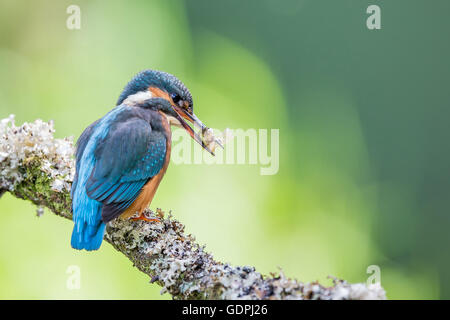 Gemeinsamen Kingfisher durch das Angeln im Fluss, ist lateinischer Name Common Kingfisher Alcedo atthis Stockfoto