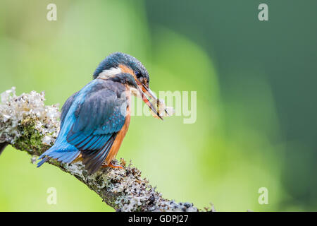 Gemeinsamen Kingfisher durch das Angeln im Fluss, ist lateinischer Name Common Kingfisher Alcedo atthis Stockfoto