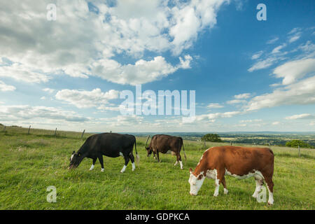 Rinder grasen auf der South Downs, East Sussex. Stockfoto