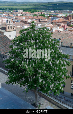 Kastanienbaum der Indianer in der Stadt Avila. Fotografien aus dem oberen Teil der Wand. Spanien Stockfoto