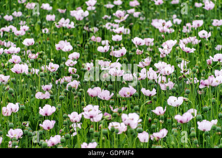 Ein full-Frame-Bild eine Feldfrucht von Schlafmohn mit einer selektiven Fokus genommen. nur zu zeigen, rosa Blumen und grün Stockfoto