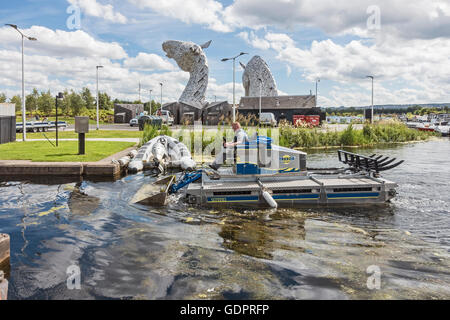 Grass in das Becken im Forth & Clyde Kanal in der Nähe der Kelpies im schottischen Falkirk Helix entfernt wird Stockfoto