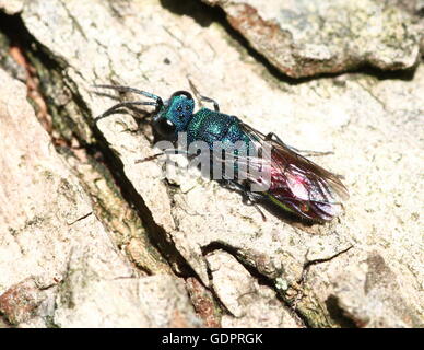 Europäische Ruby tailed Wespe (Chrysis Ignita), eine Art von Kuckuck Wespe. Stockfoto