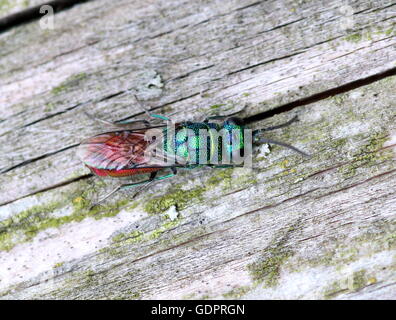 Europäische Ruby tailed Wespe (Chrysis Ignita), eine Art von Kuckuck Wespe. Stockfoto