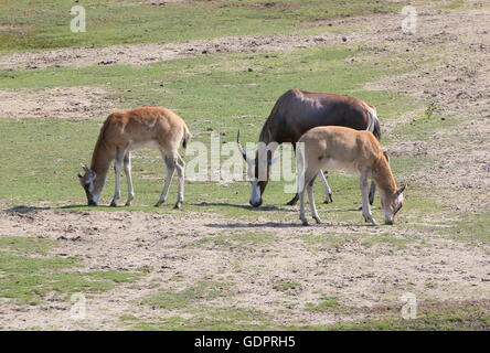 South African Blessböcke oder Blesbuck Antilopen grasen (Damaliscus Pygargus Phillips), eine ältere Tier und zwei Kälber Stockfoto