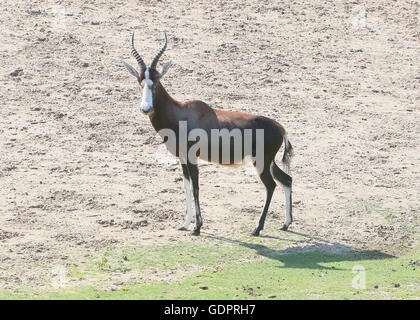 Ältere männliche South African Blessböcke oder Blesbuck Antilope (Damaliscus Pygargus Phillips) Stockfoto