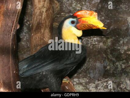 Männliche Sunda faltige Hornbill (Aceros Corrugatus) Stockfoto