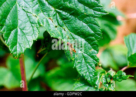 HOVERFLY AUF EINEM SCHWARZEN JOHANNISBEEREN BLATT Stockfoto