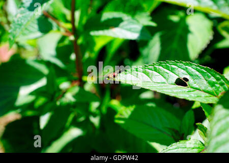 HOVERFLY AUF EINEM BLATT MINZE Stockfoto