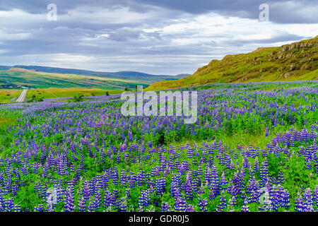 Isländische Landschaft im Sommer mit dem Gebiet der Blumen lebendige lila Nootka oder Alaskan Lupine als Vordergrund Stockfoto