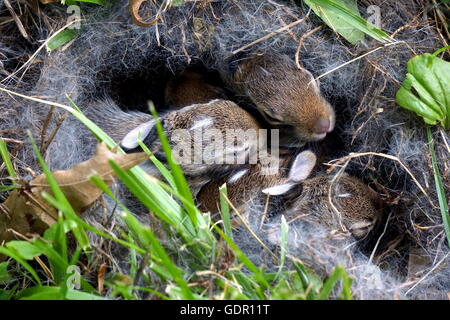 Wild Baby Hasen in ihrem Nest im Boden ruhen Stockfoto