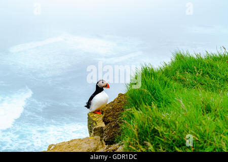 Papageitaucher stehend auf dem Felsen auf der Klippe von Latrabjarg in Island Stockfoto