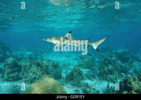 Ein Schwarzspitzen-Riffhaie, Carcharhinus Melanopterus, unter Wasser in der Lagune, Pazifik, Französisch-Polynesien Stockfoto