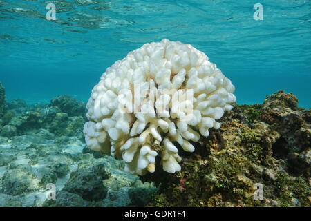 Korallenbleiche, gebleicht Pocillopora Korallen am Riff flach, wegen El Nino, Pazifik, Französisch-Polynesien Stockfoto