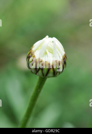 Shasta Daisy Knospe Stockfoto