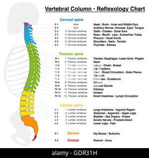 Wirbelsäule Reflexzonenmassage Chart mit genauer Beschreibung der entsprechenden inneren Organe und Körperteile. Stockfoto