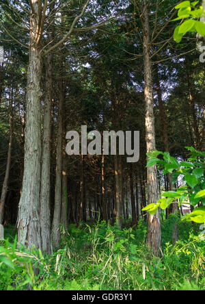 Wald im kontaminierten Bereich nach der Atomkatastrophe, Präfektur Fukushima, Naraha, Japan Stockfoto