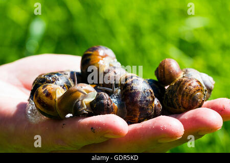 Gärtner halten Schnecken in seiner Hand, Bristol, UK Stockfoto