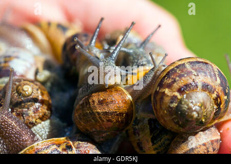 Gärtner halten Schnecken in seiner Hand, Bristol, UK Stockfoto