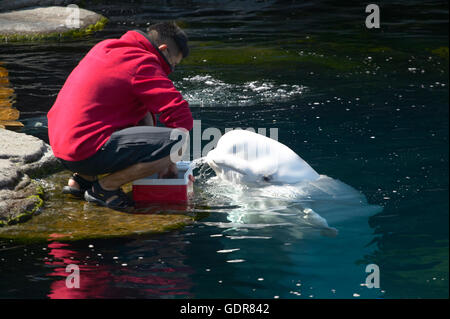 Beluga-Wal Fütterung im Aquarium. Vancouver. Kanada Stockfoto