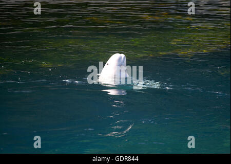 Beluga-Wal-Kalb im Aquarium. Vancouver. Kanada Stockfoto