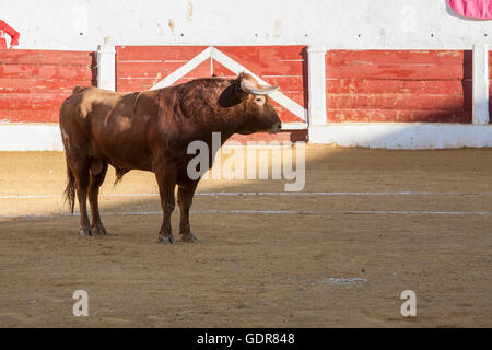 Andujar, Spanien - 12. September 2008: Bull etwa 650 Kg in den Sand, Andujar, Spanien Stockfoto